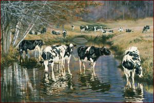 Koeien in water