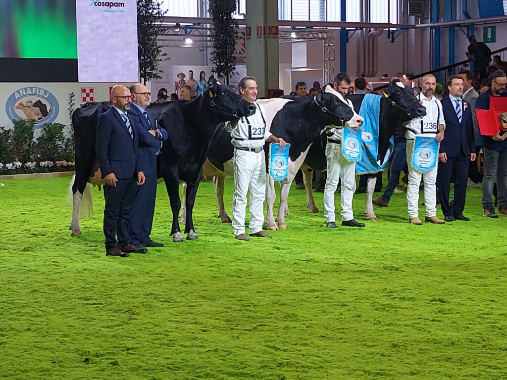 Kampioens dieren op Nationale Holsteinshow